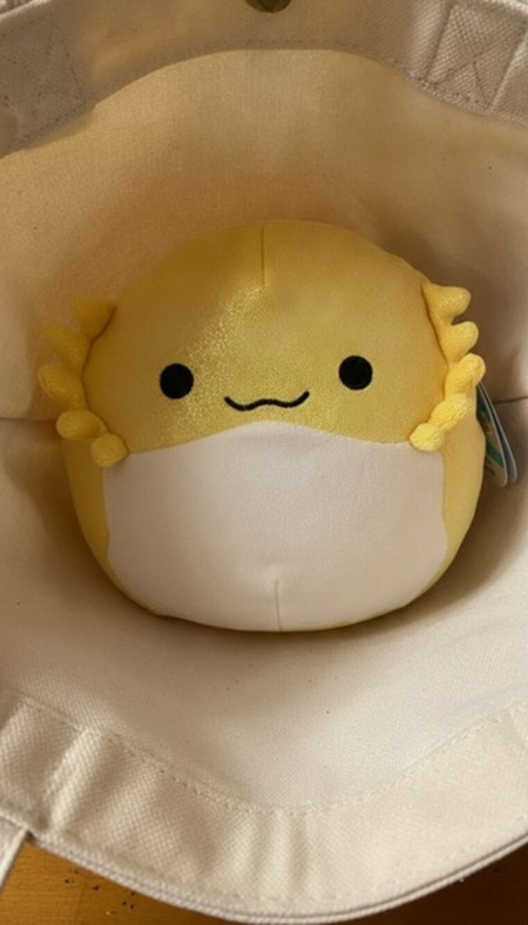 NWT Squishmallows Rodry Yellow Bearded Dragon 7 in w/ Tag